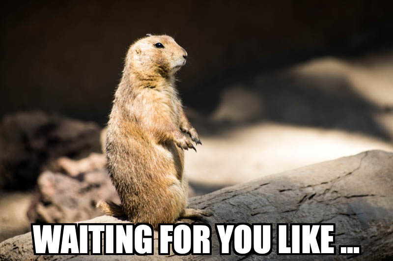 A meme showing a prairie dog at attention accompanied by the text, “WAITING FOR YOU LIKE...”