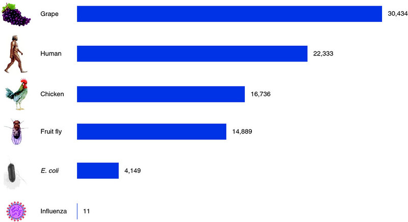 A bar graph of gene counts, moving from greatest to least and showing a grape, human, chicken, fruit fly, E. coli, and influenza, illustrates how visual evidence might be used in a position argument.