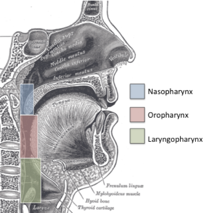 Pharyngeal Cavity – Swallowing and its Disorders Across the Lifespan