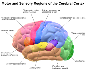 An anatomical diagram of the human brain showing the different lobes and parts responsible for sensation and motor skills.