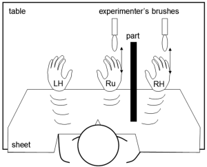 A diagram showing the layout of the "rubber hand illusion:" A person has their right arm and hand obscured by a barrier while their left hand and a fake right hand are visible in front. An experimenter synchronizes touch on the fake and real right hands with a brush.