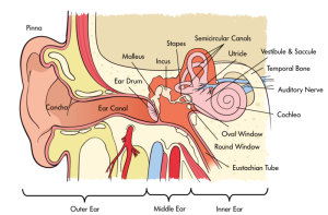 a cross-section of the labeled hearing system including the outer, middle, and inner ear.