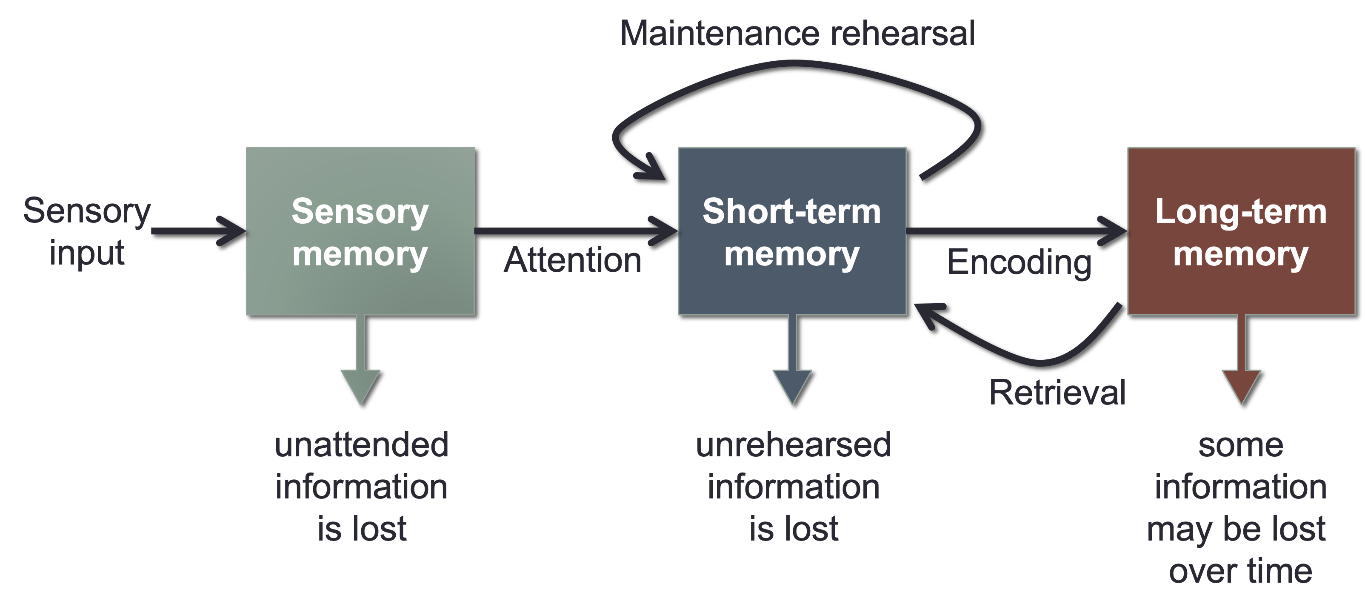 7.2 Stages and Types of Memory – Cognitive Psychology