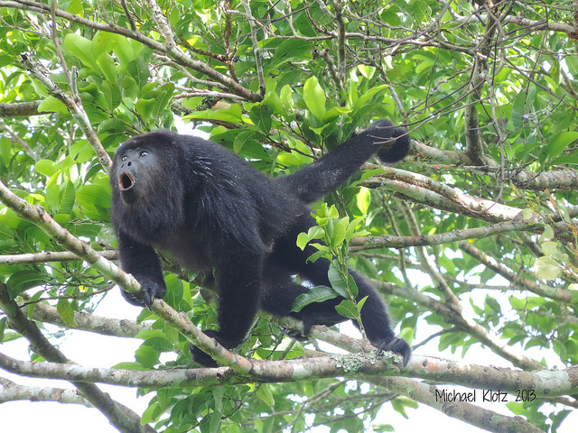 A black howler monkey is perched on a tree branch surrounded by vibrant green leaves. The monkey appears to be vocalizing, with its mouth open wide, showcasing its distinct call. Its long tail is wrapped around another branch for balance, highlighting its arboreal lifestyle.