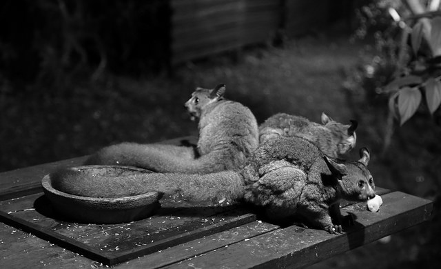 A black-and-white image of three possums on a wooden table at night. Two are facing away, and one is in the foreground holding a piece of food in its mouth. A bowl sits on the table, and the background shows faint outlines of vegetation and a structure.