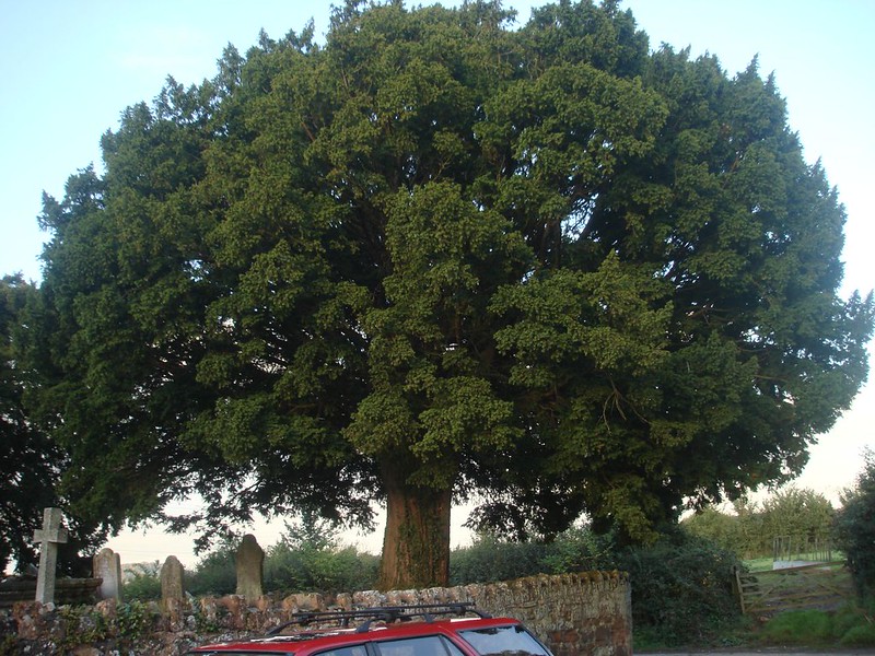 A large, majestic tree with a dense, rounded canopy stands prominently in a rural setting. Its trunk is wide and sturdy, rooted near a low stone wall. A red car is partially visible in the foreground, and gravestones peek through the foliage in the background, hinting at a churchyard or historic location. The scene is peaceful and timeless.