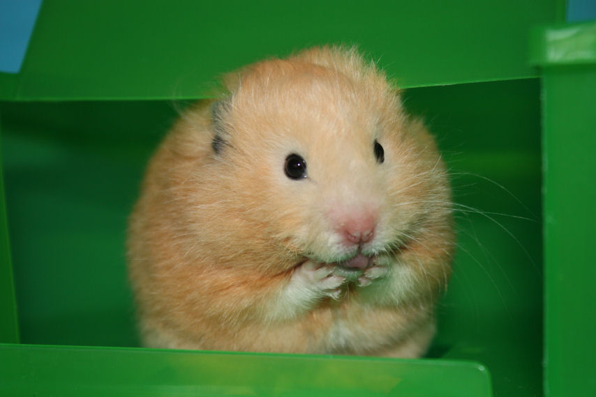 A close-up image of a golden hamster sitting inside a green habitat. The hamster has soft, fluffy fur and dark eyes. It appears to be nibbling or holding something with its front paws while its ears are perked up. The background is blurred, with the green structure providing a simple, neat environment for the hamster.
