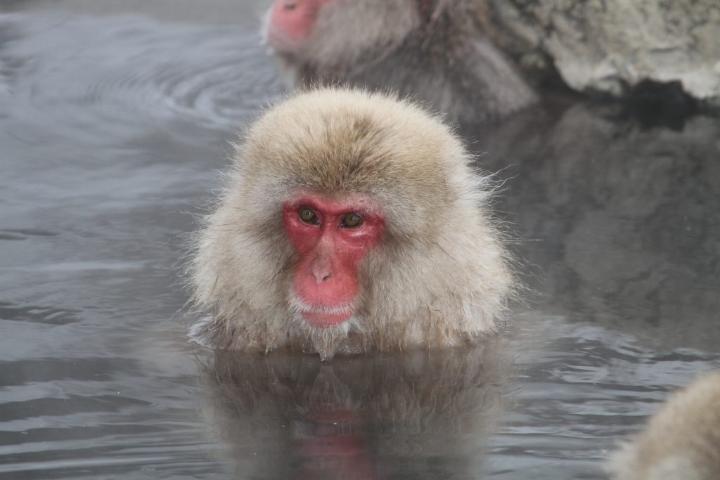 A Japanese macaque, also known as a snow monkey, partially submerged in a hot spring. The monkey has a red face and thick fur, with steam rising from the warm water around it. The serene expression of the monkey captures its relaxed state in the natural environment. A blurred background includes another macaque and rocks near the hot spring.
