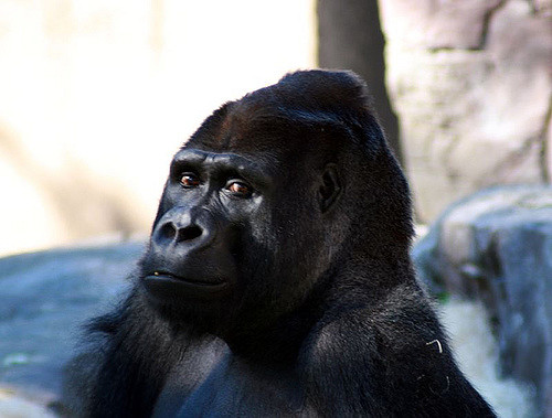 Close-up photo of a gorilla, showcasing its facial features and expressive eyes, with a natural background blurred in the distance.
