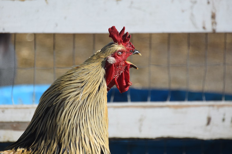 The image shows a rooster crowing, its beak wide open. The rooster has striking red comb and wattles, which stand out against its golden and brown feathered body. It is captured in front of a wooden fence, emphasizing its farmyard setting.