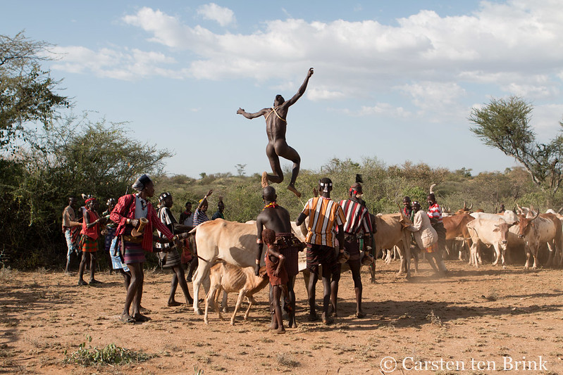 A cultural scene featuring a group of people, some dressed in traditional colorful clothing, gathered around a herd of cattle in a dry, open landscape. One individual is mid-jump, leaping over a cow as part of a ceremonial activity or rite of passage. The setting is surrounded by sparse trees and bushes under a blue sky with scattered clouds, capturing the vibrancy of the event.