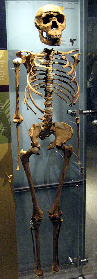 A human skeleton is displayed in a museum exhibit. The skeleton is upright, with its bones fully visible and mounted in a glass case. The skull is positioned at the top, and the ribcage, arms, and legs are positioned in an anatomical arrangement. The display is accompanied by information in the background, indicating the historical or anthropological significance of the exhibit.