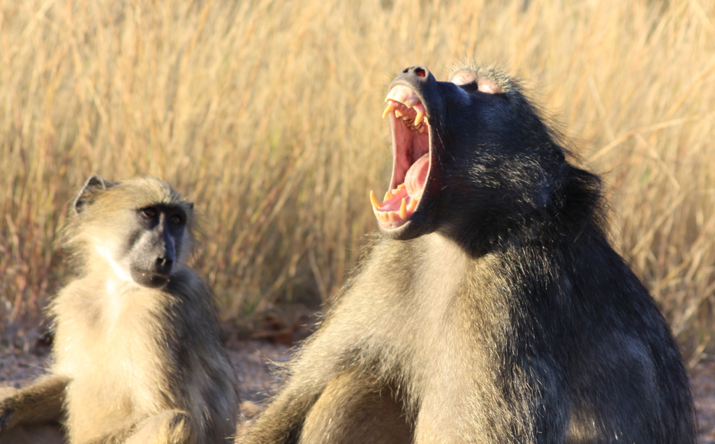 Two baboons in a dry, grassy landscape. One baboon is sitting calmly, observing another baboon beside it, which is yawning or displaying its open mouth with sharp teeth clearly visible. The sunlight highlights their fur and the surrounding environment.