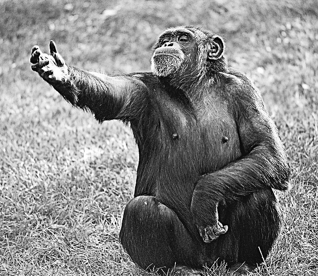 A black-and-white photograph of a chimpanzee sitting on the grass, extending its left arm outward as if reaching for something. The chimpanzee has a thoughtful expression, with its head slightly tilted upward, showcasing its strong, muscular build and expressive features.