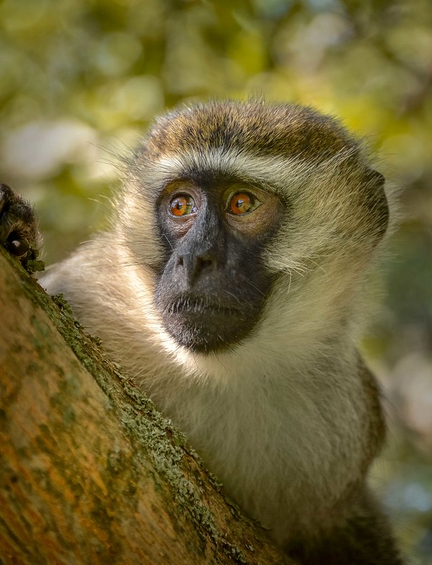 The image is a close-up of a vervet monkey perched on a tree. The monkey has a dark face surrounded by light fur, and its expressive eyes are glancing sideways. The background is softly blurred, showcasing greenery and sunlight filtering through leaves, creating a serene, natural atmosphere.