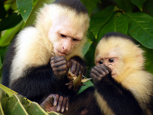 Two capuchin monkeys with cream-colored faces and dark fur sit closely together on a leafy branch. Both are holding and examining a small object, likely a plant or fruit, with focused attention. Their inquisitive expressions and the surrounding green foliage highlight a natural and serene environment.