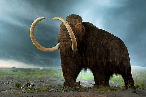 An image of a woolly mammoth in a natural, prehistoric setting. The mammoth is depicted with large, curved tusks, thick fur, and a massive body. The background shows a rugged landscape with cloudy skies, emphasizing the animal's ancient habitat.