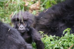 A young gorilla with wide, curious eyes peeks out from behind another gorilla in a lush, green environment. Its fluffy fur is highlighted as it sits amidst vegetation, creating a playful and endearing scene in its natural habitat.