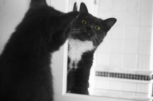 A gray and white cat with bright green eyes is staring at its reflection in a mirror. The setting appears to be a tiled bathroom, and the cat's curious expression is emphasized by the contrast between its vivid eyes and the grayscale background.