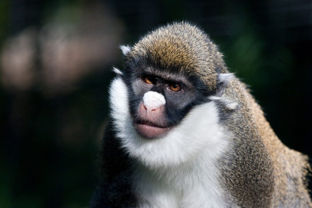 A close-up of a guenon monkey with a white nose spot, striking facial patterns, and soft brown and black fur. The monkey's bright eyes gaze directly ahead, and its white beard-like fur contrasts against its darker face. The background is blurred with greenery.
