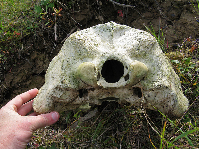 A large, weathered animal skull viewed from the base, with a hand holding it for scale. The skull is positioned on grass and dirt, showing its fossilized structure, including a large central opening and distinct bone features, suggesting it belongs to a sizable mammal.