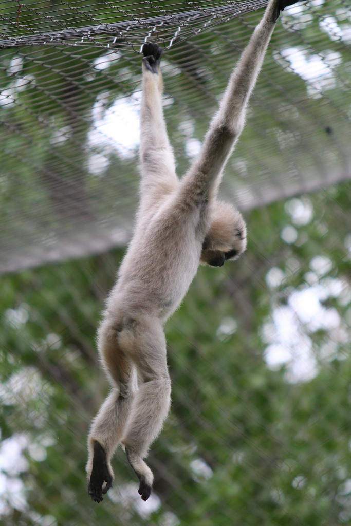 A gibbon monkey hangs gracefully from a metal mesh with both arms extended upward. Its light beige fur contrasts with the green, blurred background of trees. The gibbon's slender body and long limbs emphasize its arboreal agility.