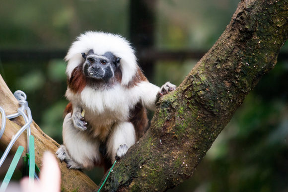 Alternative Text: A cotton-top tamarin, a small monkey with a distinctive white fluffy crest of fur on its head, is perched on a tree branch. Its small body is covered in brown and white fur, and it is looking curiously towards the camera. The background is slightly blurred, showing a naturalistic environment.