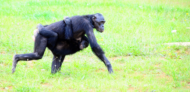 A chimpanzee walking on all fours in a grassy field, carrying a baby chimpanzee clinging to its back. The mother chimp appears focused, while the baby holds on tightly. The bright green grass contrasts with the dark fur of the chimps, creating a vivid and dynamic scene of parental care in the wild.