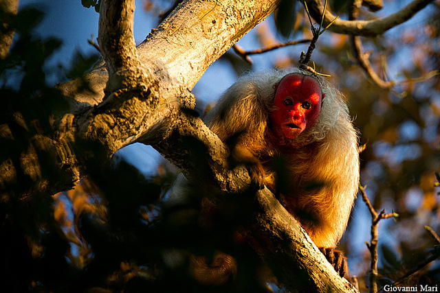 A red-faced bald uakari monkey perched on a tree branch, illuminated by warm sunlight. Its bright red face contrasts with its light-colored fur, as it gazes directly at the viewer. The background features a blend of foliage and dappled sunlight, highlighting the monkey's natural habitat.