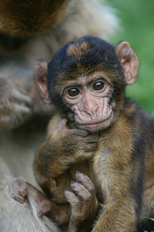 This image features a young monkey, likely a Barbary macaque, sitting with an inquisitive expression. The monkey's large, soulful eyes are framed by its soft brown fur, and it holds one hand near its face, appearing contemplative or curious. Its youthful features and expressive pose give it an endearing and human-like quality, making it a captivating subject in this natural setting.