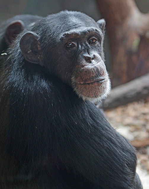 This image features a chimpanzee looking back over its shoulder with a thoughtful expression. The close-up showcases the chimp's distinctive facial features, including its eyes, nose, and white beard, contrasting with its dark fur. The background is softly blurred, directing focus to the animal's face and body. The photo highlights the intelligence and emotional depth often attributed to primates.