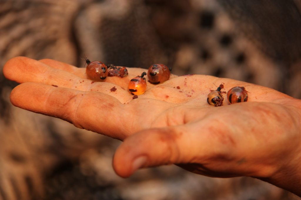 A close-up of a hand holding several round, amber-colored insects. The hand appears slightly dirty, suggesting an outdoor or natural setting. The blurred background includes earthy tones, emphasizing the focus on the insects in the palm.