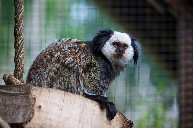 A small marmoset with a white face framed by dark tufts of fur sits perched on a wooden log. Its body features a mix of brown, black, and orange fur with a bushy tail. The animal looks alert, with a curious expression on its face. The background shows a blurred enclosure with green vegetation and faint grid lines.