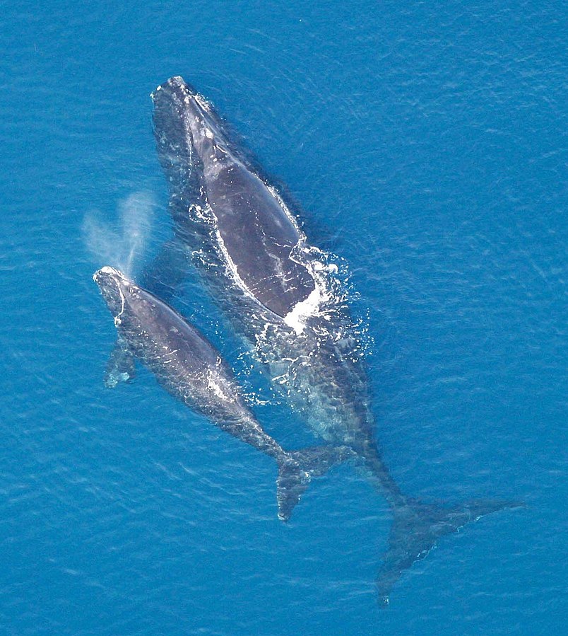 An aerial view of a North Atlantic right whale mother swimming alongside her calf in deep blue ocean waters. The mother is larger, and the calf swims closely beside her, partially overlapping. The calf is spouting water, creating a visible spray above its head.