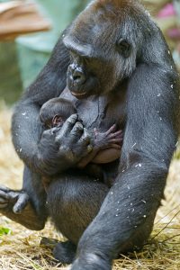 A gorilla tenderly holding a newborn baby gorilla in its arms while sitting on straw bedding, showcasing a moment of nurturing care.