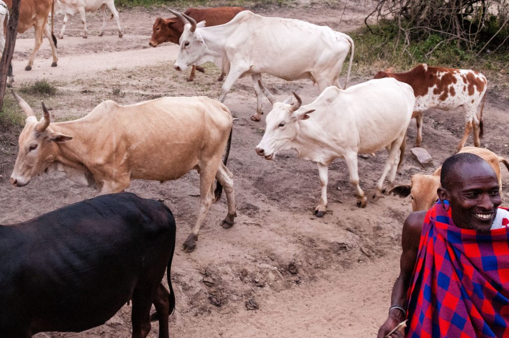 A herd of cattle walking along a dirt path in a rural setting, with a smiling man in the foreground wearing a vibrant red and blue checkered traditional cloth. The scene features a mix of cows in different colors, including white, tan, and brown, with sparse vegetation and a peaceful atmosphere.