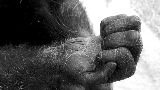 This black-and-white photograph captures a close-up of a primate's hand, emphasizing its detailed texture, wrinkles, and fur. The image beautifully showcases the similarities between human and primate hands, highlighting evolutionary connections through the structure and expressiveness of the grip. The stark monochromatic tone adds depth and focus, drawing attention to the intricate details of the hand.