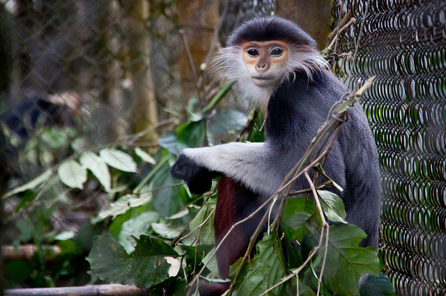 A red-shanked douc langur sitting among green foliage near a chain-link fence. The primate has distinctive colorful features, including a pale orange face, white beard-like fur, and vibrant red legs. Its body is covered in sleek grey fur, and it gazes calmly at the camera, surrounded by a naturalistic habitat.