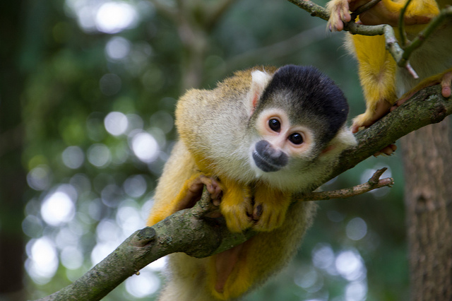 A playful squirrel monkey perched on a tree branch, leaning forward with a curious and friendly expression. Its small body is covered in yellow and white fur with a dark patch on its head. The background is blurred, showcasing green foliage and a natural forest setting.