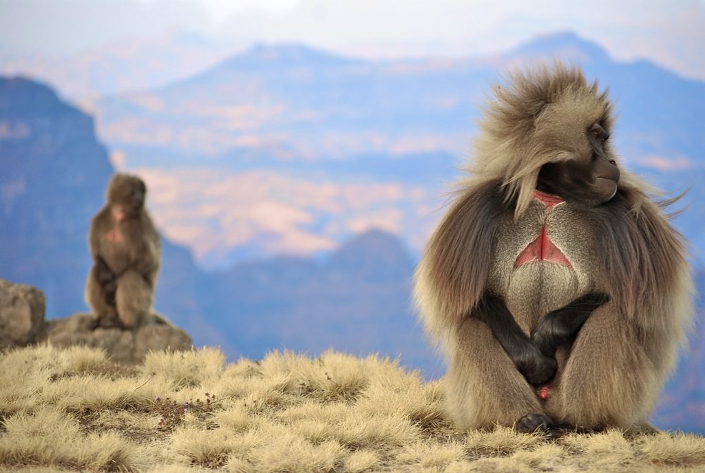 Two gelada monkeys sitting on a grassy mountain slope with a scenic backdrop of distant mountains. The foreground monkey has a distinct red chest patch and is facing to the side, while the other monkey is seated further back, gazing forward. The scene is set under natural light with a serene, misty mountain view.
