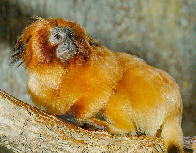 A golden lion tamarin, a small primate with bright orange fur and a lion-like mane, is sitting on a tree branch. Its expressive face is turned slightly to the side, displaying its dark eyes and small nose. The background is softly blurred, emphasizing the tamarin’s vibrant coloration.