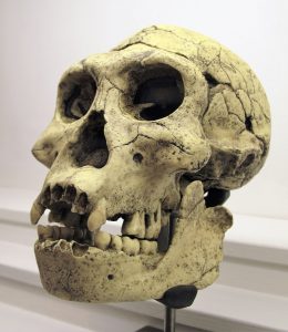 Dmanisi Skull 3