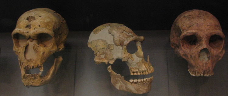 Three fossilized hominid skulls are displayed in a row, showcasing distinct features of different early human species. The skulls vary in size, shape, and bone texture, providing insight into evolutionary differences.