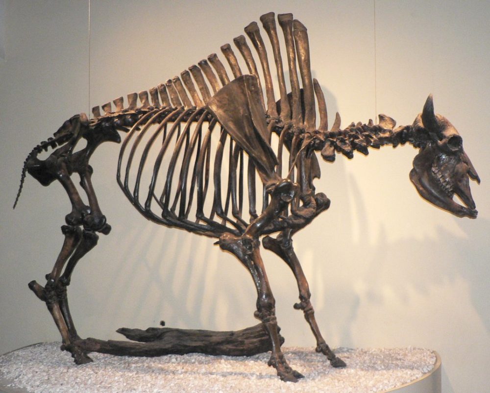 An image of a mounted fossil skeleton of a prehistoric animal, possibly a large mammal like a rhino or a similar species, displayed in a museum. The skeleton is posed to show its natural stance, and it is well-preserved, with detailed bones visible from the head to the tail. The display is set on a bed of small white stones.