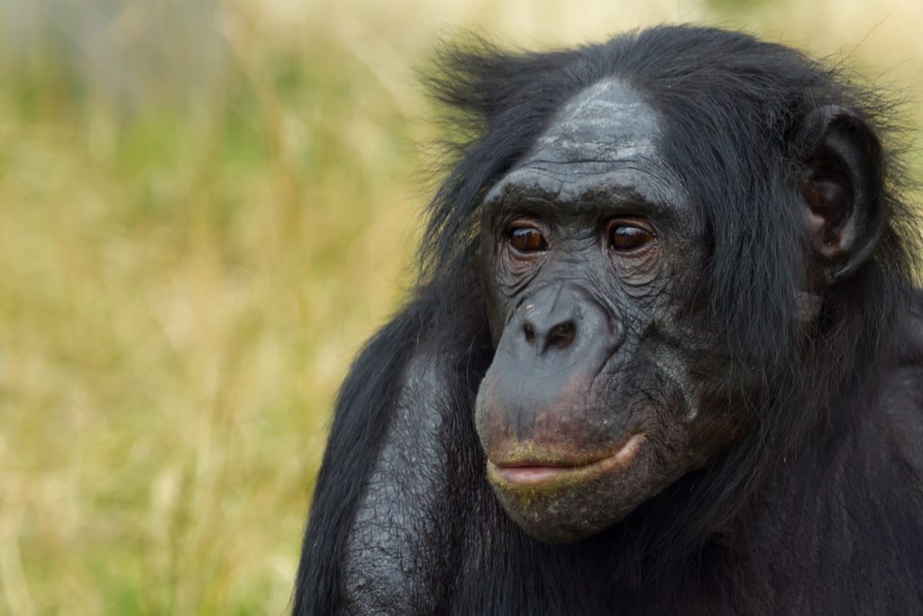 A close-up image of a bonobo with dark, shiny fur and expressive brown eyes. Its face is slightly turned to the side, with a calm and thoughtful expression. The background is blurred, featuring greenery and natural tones, suggesting an outdoor environment.