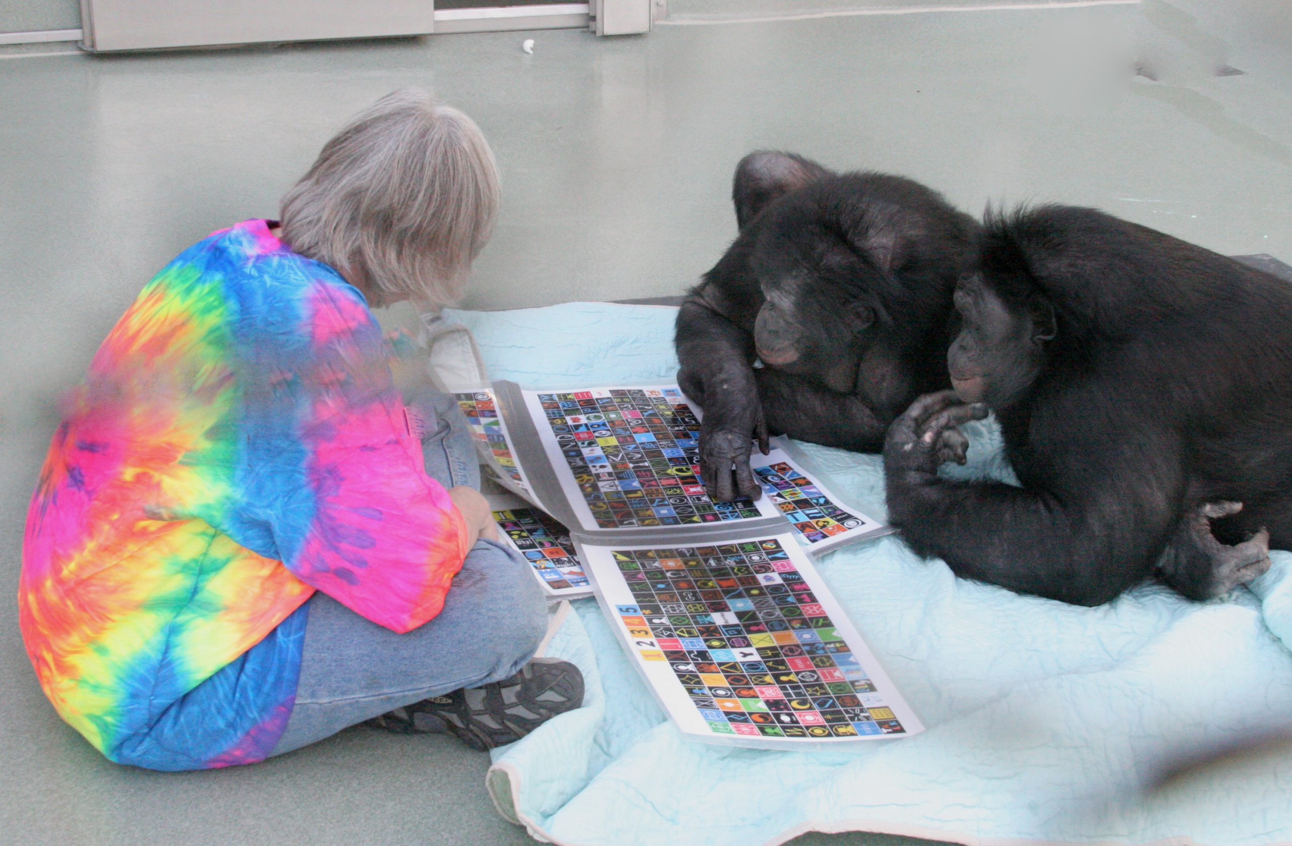 The image shows two chimpanzees and a person sitting on the floor. The person, dressed in a vibrant, tie-dye shirt, is interacting with the chimpanzees, who are looking at colorful picture books laid out in front of them. One chimpanzee is pointing at the book, seemingly engaging with the content, while the other appears attentive. The setting is indoors with a soft, neutral background, creating a calm and focused atmosphere.