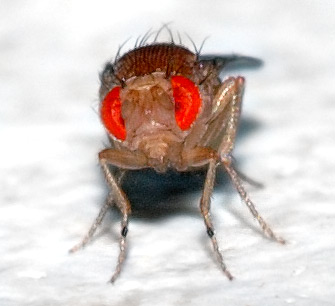 A close-up image of a fruit fly, showcasing its bright red compound eyes, small body, and thin legs. The background is blurred and white, highlighting the details of the insect's head and upper body.