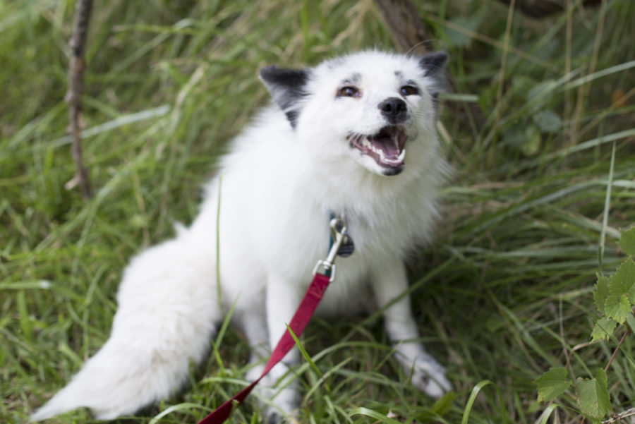 An image of a small, white dog with a fox-like appearance, sitting in grass and wearing a red leash. The dog is showing its teeth, possibly in a playful or alert manner. Its fur is fluffy, with black markings on its ears and eyes, resembling a breed with a fox-like appearance, such as a Finnish Lapphund or a similar mix.