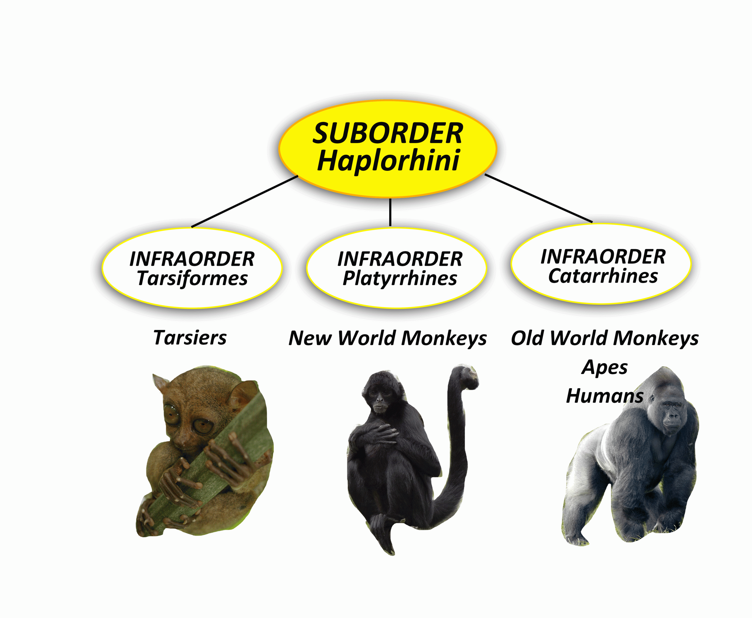 A visual representation of the primate suborder Haplorhini divided into three infraorders. On the left, Infraorder Tarsiiformes features a tarsier, a small primate with large eyes. In the center, Infraorder Platyrrhines includes New World monkeys, depicted by a black howler monkey. On the right, Infraorder Catarrhines encompasses Old World monkeys, apes, and humans, illustrated by a gorilla. Each category is connected to the suborder title by lines and labeled for clarity.