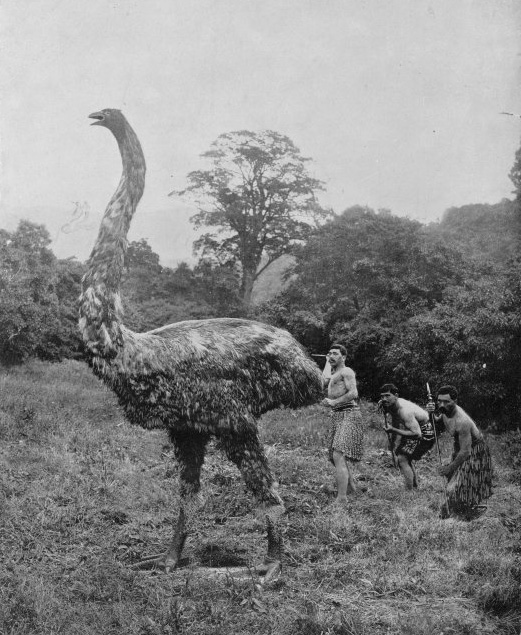 An old black-and-white photograph of an oversized bird, resembling an ostrich or emu, in a forest setting. The bird towers over four people, who are standing near it and appear to be hunting or interacting with it. The figures are dressed in traditional attire. This image is a fictional or artistic representation of an extinct or large bird species, as no such large bird has existed in modern times.